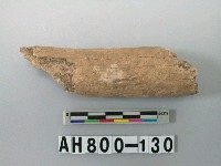 藏品(獸骨殘骸)的圖片